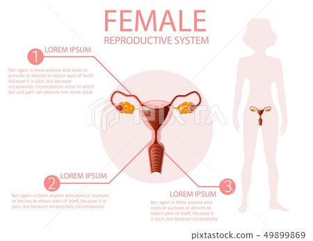Female Reproductive System Educational Banner. Female Reproductive System Educational Banner. 49899869