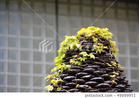 Fresh green on the object 49899951