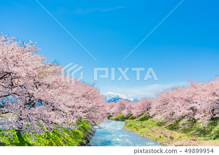 A row of cherry blossom trees along the clear stream along the spring of Toyama Prefecture A row of cherry blossom trees along the clear stream along the spring of Toyama Prefecture 49899954