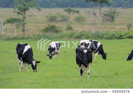 Hokkaido Bekkai cattle grazing 49899976