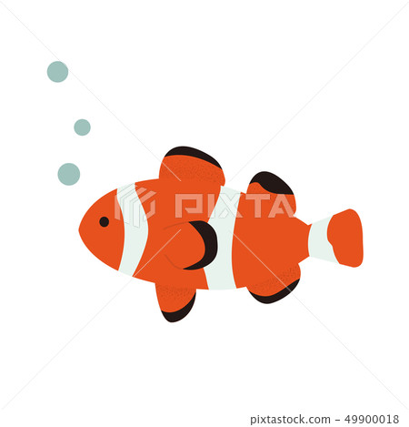 Anemone fish 49900018