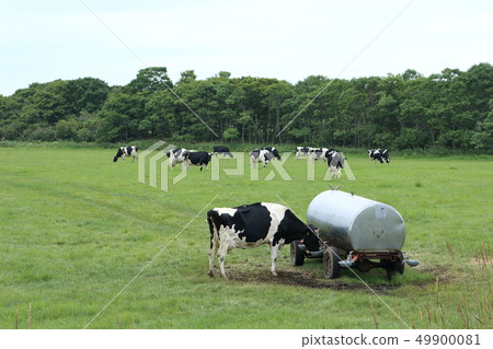 Hokkaido Nemuro region cow drinking water Hokkaido Nemuro region cow drinking water 49900081