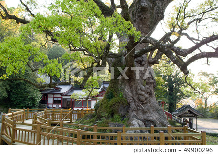 Kiryu's Kus morning Kagoshima Prefecture 49900296