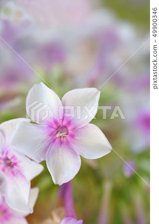 有光澤和美麗的鱸魚福祿考 有光澤和美麗的鱸魚福祿考 49900346