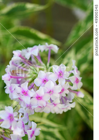 有光澤和美麗的鱸魚福祿考 49900348