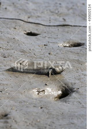 有明海的Mutsurou 49900534