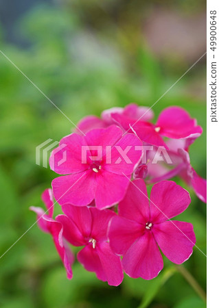 有光澤和美麗的鱸魚福祿考 49900648