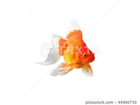 Goldfish Ryukin 49900730