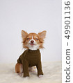 Studio photo of a chihuahua puppy sitting in front of white background 49901136