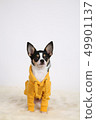 Studio photo of a chihuahua puppy sitting in front of white background 49901137