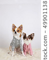 Studio photo of two dressed chihuahua puppies sitting in front of white background 49901138