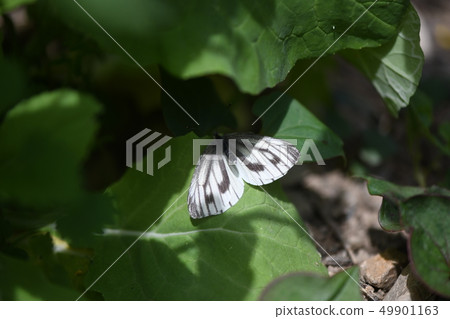 交配黑白蝴蝶的拒絕行為 49901163