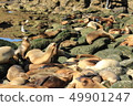Herd of seals 49901247