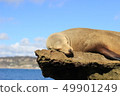 Doze of seals in San Diego, USA 49901249