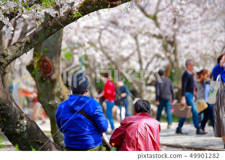 Cherry Blossoms Cherry Blossoms 49901282