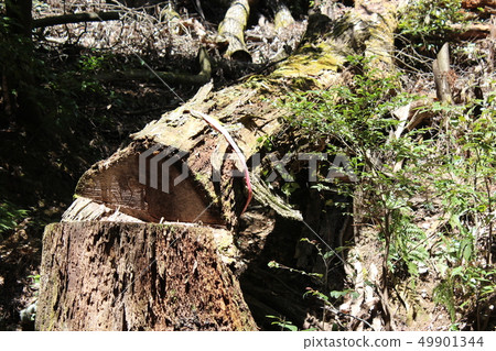 Broken big tree Broken big tree 49901344