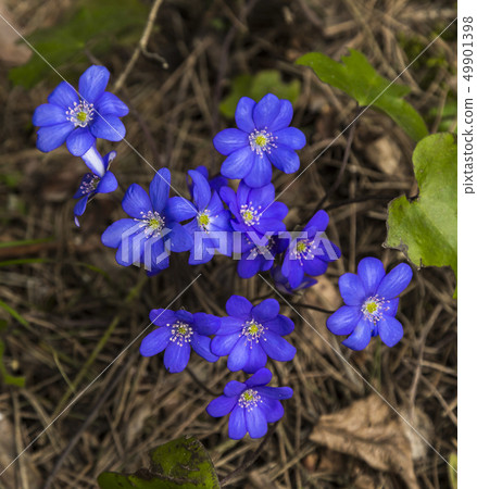 spring wild snowdrops 49901398