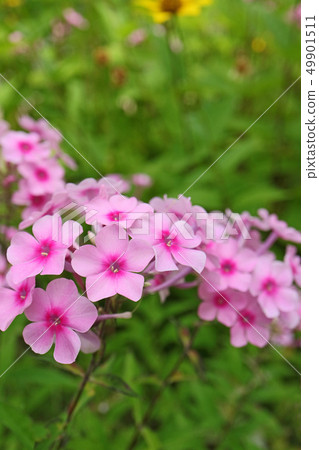Glossy and beautiful perch phlox 49901511