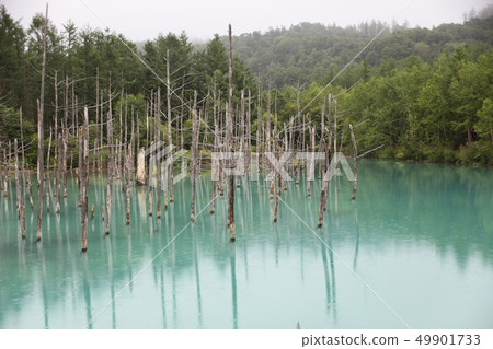 藍塘_美瑛 藍塘_美瑛 49901733