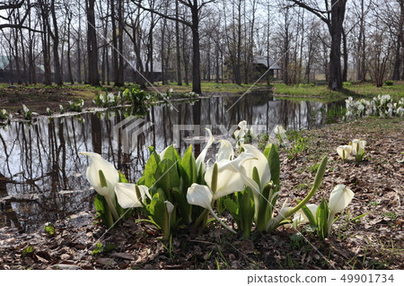 Pond_Rokuhana森林 49901734