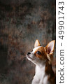 Chihuahua puppy staring up in front of studio background 49901743