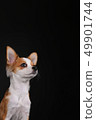 Studio photo of a chihuahua puppy sitting in front of black background 49901744