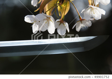 Cherry blossoms and Japanese swords 49901752
