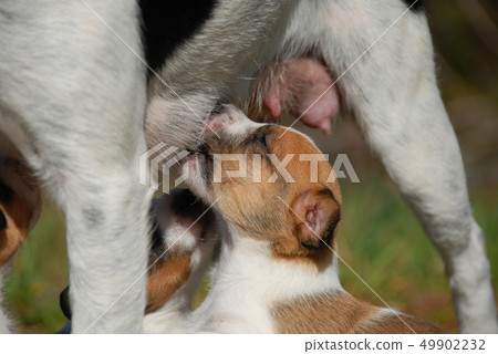 puppy suckle 49902232