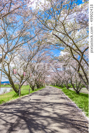 兵庫縣峨眉山市櫻花樹 兵庫縣峨眉山市櫻花樹 49902418