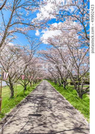 兵庫縣峨眉山市櫻花樹 49902423