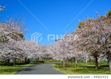 櫻花風景在大廈公園 櫻花風景在大廈公園 49902432