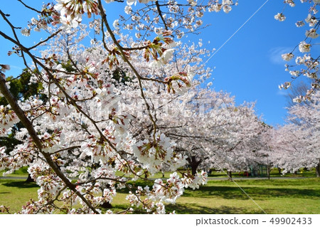 Scenery of cherry blossoms in the building park 49902433