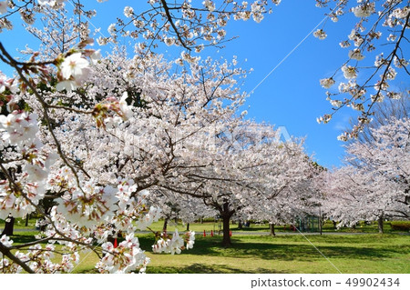Scenery of cherry blossoms in the building park 49902434