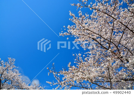 Scenery of cherry blossoms in the building park 49902440