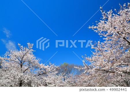 Scenery of cherry blossoms in the building park 49902441