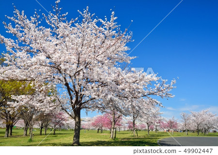 Scenery of cherry blossoms in the building park 49902447