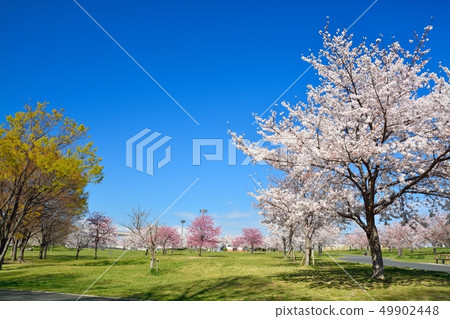 Scenery of cherry blossoms in the building park 49902448