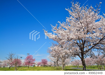 Scenery of cherry blossoms in the building park 49902449