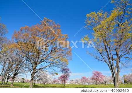 Scenery of cherry blossoms in the building park 49902450