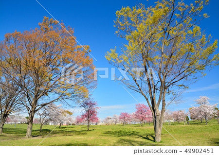 櫻花風景在大廈公園 49902451