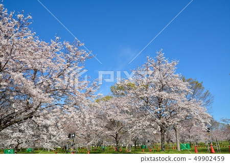 櫻花風景在大廈公園 49902459