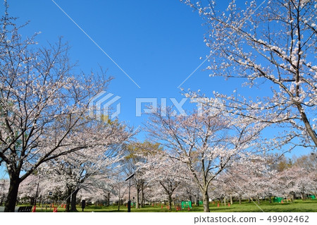 Scenery of cherry blossoms in the building park 49902462
