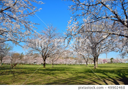 Scenery of cherry blossoms in the building park 49902468