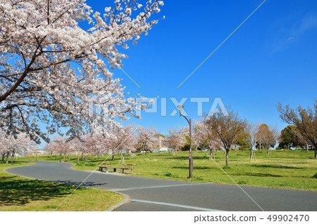 櫻花風景在大廈公園 49902470