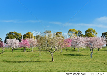 Scenery of cherry blossoms in the building park 49902474