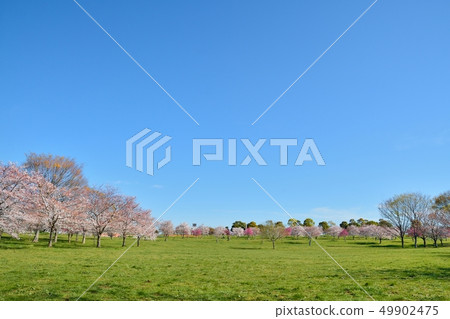 Scenery of cherry blossoms in the building park 49902475