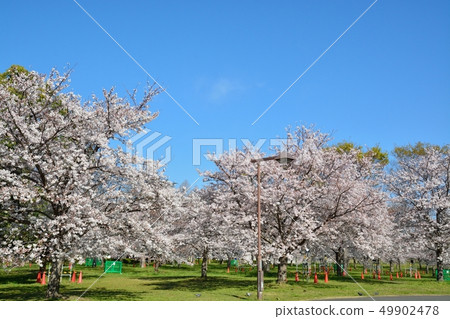 櫻花風景在大廈公園 49902478