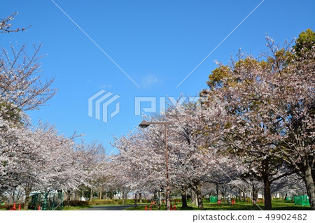 Scenery of cherry blossoms in the building park 49902482