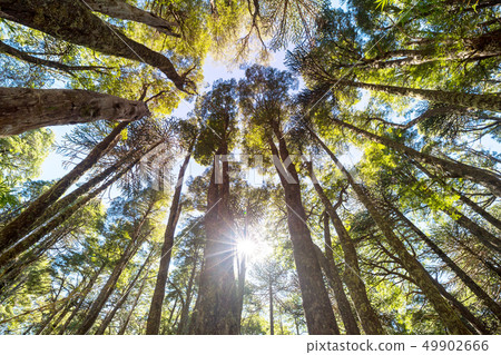 Araucaria 49902666