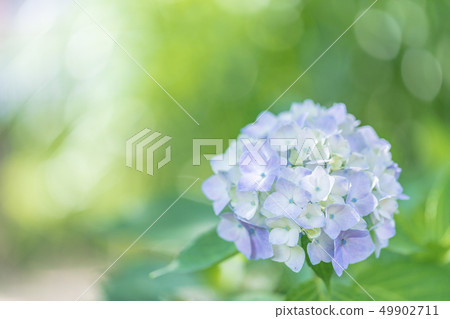 hydrangea flower hydrangea flower 49902711